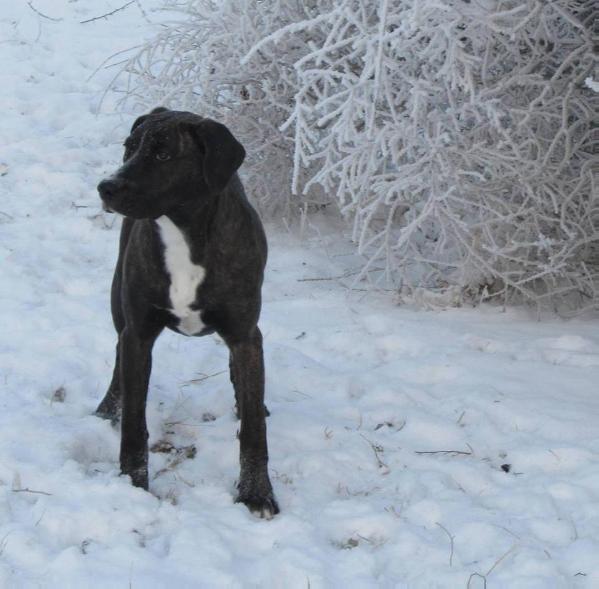 Deep South's Esitv | Catahoula Leopard Dog 