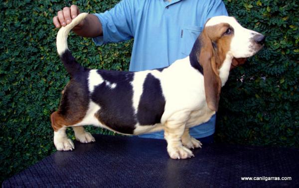 Top Model dos Garras Silenciosos | Basset Hound 