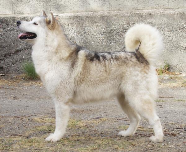 ETNA-VALLEY-ALQUANTARA | Alaskan Malamute 