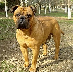 Shaq Kennel Asha | Bullmastiff 