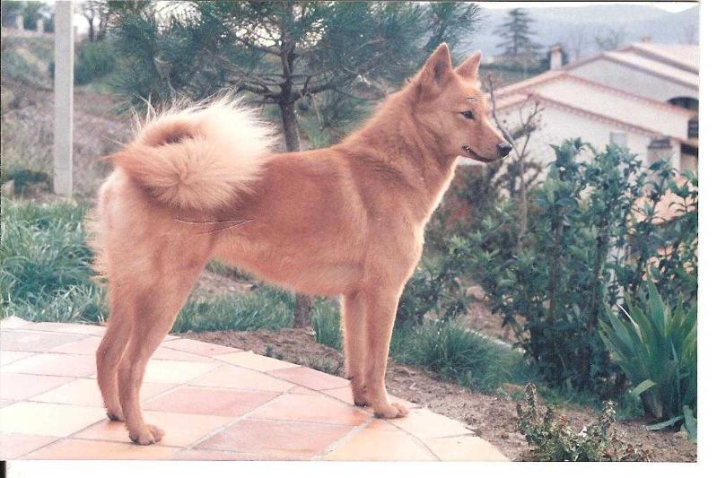 Timpurin HALU HELLÄ | Finnish Spitz 