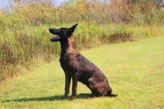 Clarice | Dutch Shepherd 