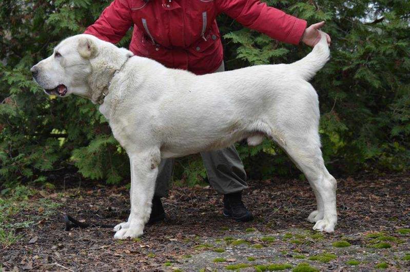 ATA HOSH BUSLAI | Central Asian Shepherd Dog 