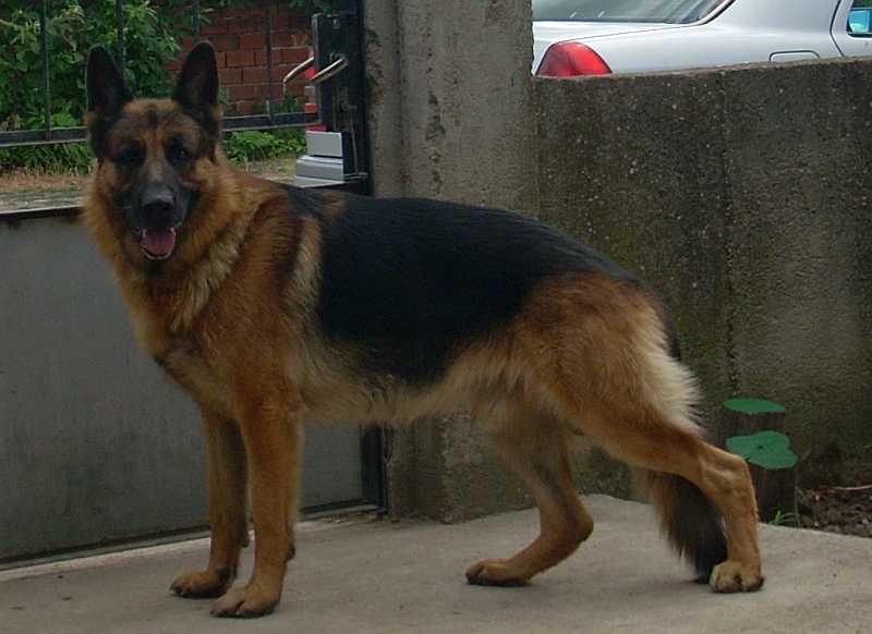 Shikko von Rozzen | German Shepherd Dog 