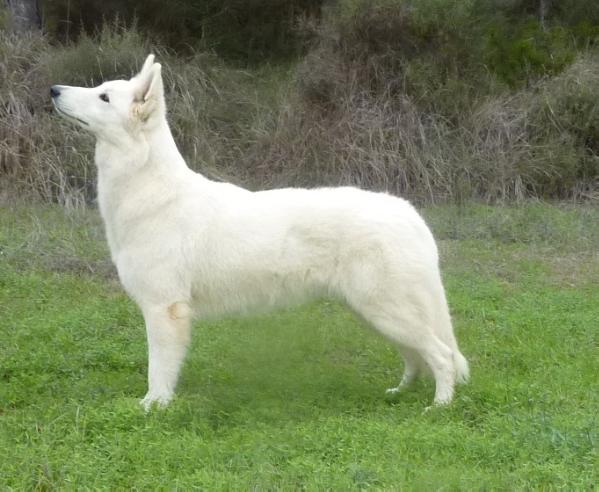 Gucci of trebons berger blanc | White Swiss Shepherd Dog 