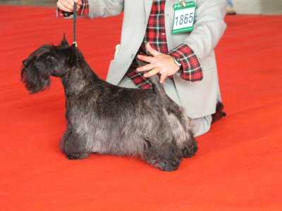 Gia Sofija della Quattrocento | Scottish Terrier 