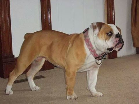 Vortex' Princess Lulu | Olde English Bulldogge 