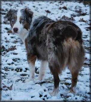 Piney River Frosty | Australian Shepherd 