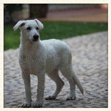 Alfa Leica of white wolf gang | White Swiss Shepherd Dog 