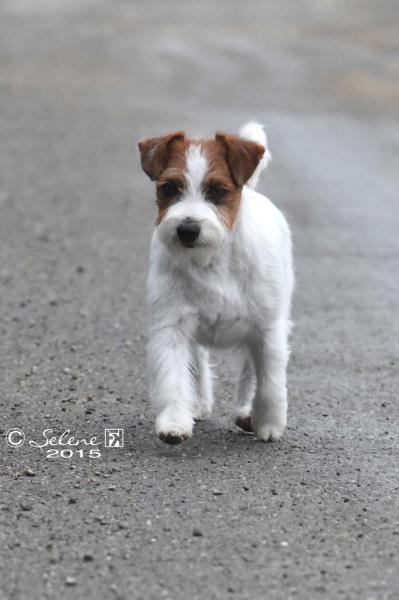 Granlasco fond kiss | Jack Russell Terrier 