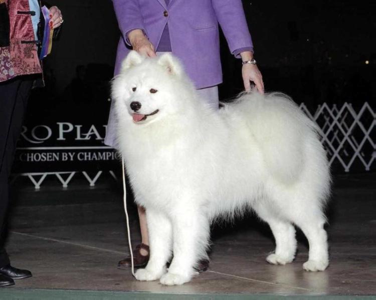 Arctic Fox Ivy League | Samoyed 