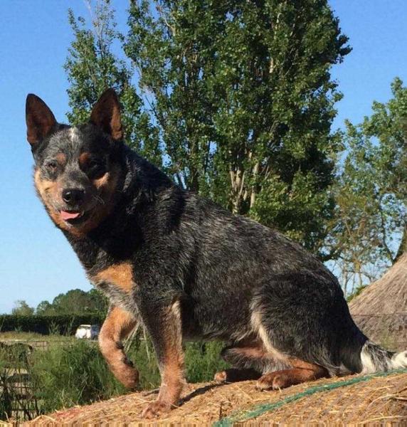 Vanilegio Close To Me | Australian Cattle Dog 