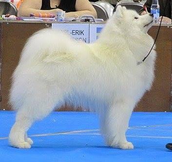 ARTTULAN NASTA LAUTAAN | Samoyed 