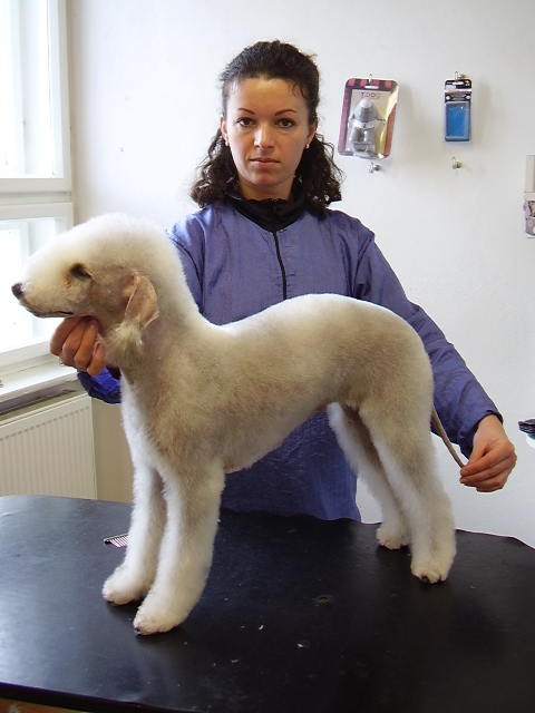 Solo Rossii Let¿s Kiss | Bedlington Terrier 