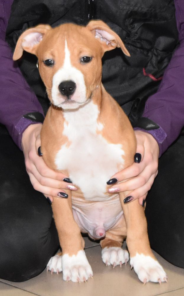 Minnesota Star Yellowneck | American Staffordshire Terrier 