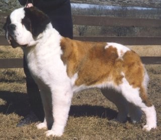 Osage's Amanda V Twin Oaks | Saint Bernard 