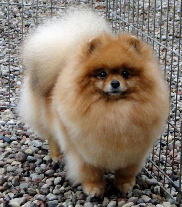 Yellow Butterfly iz Kaskada Grez | Pomeranian 