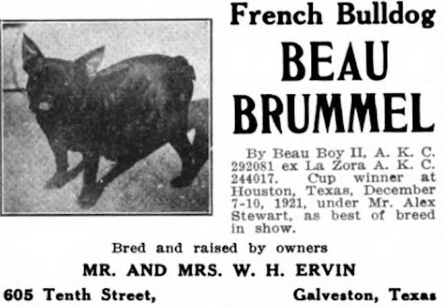 Beau Brummel (292081) | French Bulldog 