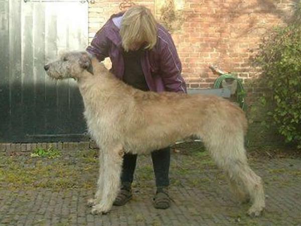 Pitlochry's King Kevin | Irish Wolfhound 