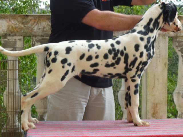 Alphadirato Just My Brand | Dalmatian 
