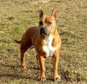 Juta Gold Bonzo | American Staffordshire Terrier 