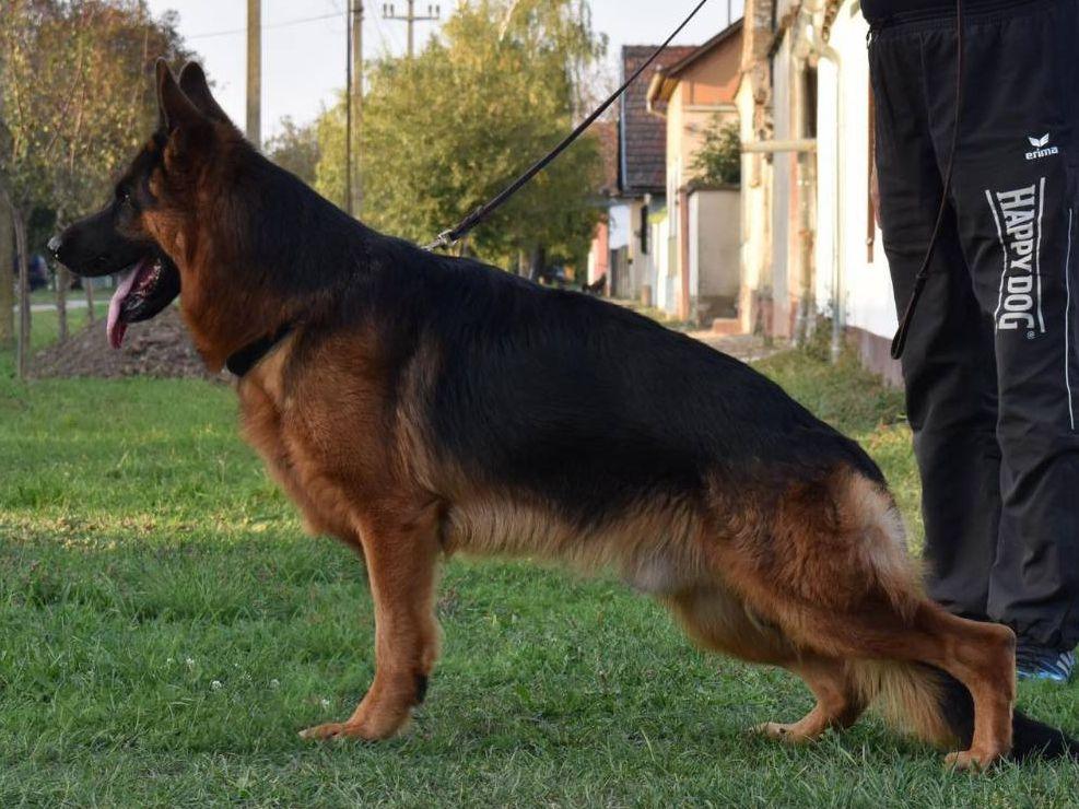 Arex de la Madonina | German Shepherd Dog 