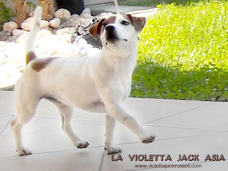 La Violetta Jack Asia | Jack Russell Terrier 