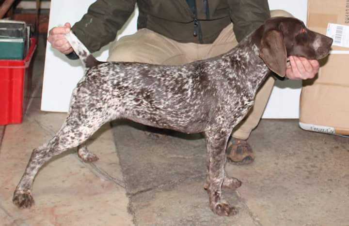 Kuka da leziria | German Shorthaired Pointer 