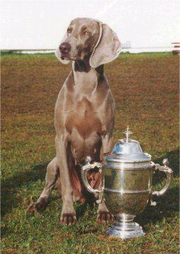 Ansona Purdey | Weimaraner 