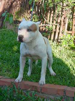 Krafeld Makon Killer | American Staffordshire Terrier 