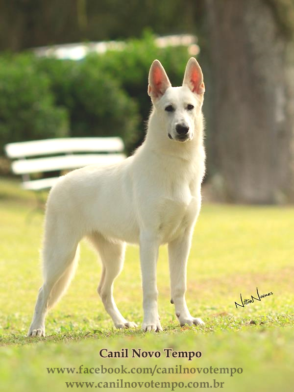 Dunna das Dunas Brancas | White Swiss Shepherd Dog 