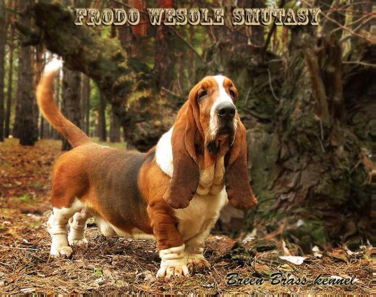 Frodo Wesole Smutasy | Basset Hound 