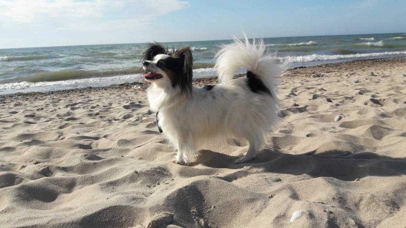 Umka Spring Serenade | Papillon 