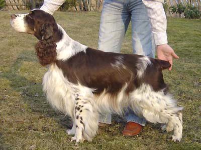 Alanea Landcruiser | English Springer Spaniel 