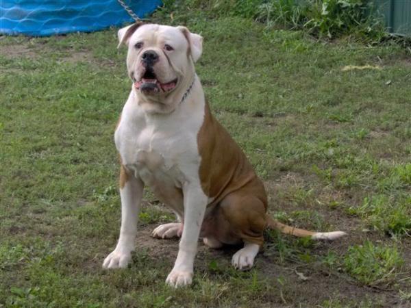 DEGHAND DYNAMIC DIEZEL | American Bulldog 