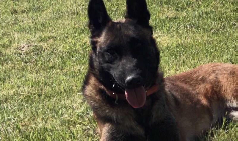 VeloxK9 Zena | Belgian Malinois 