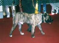 Boxo de Mayantigot | Perro de Presa Canario 