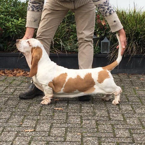 Sensation White A story with a tail | Basset Hound 