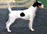 Victor vom Mutschenhof | Parson Russell Terrier 