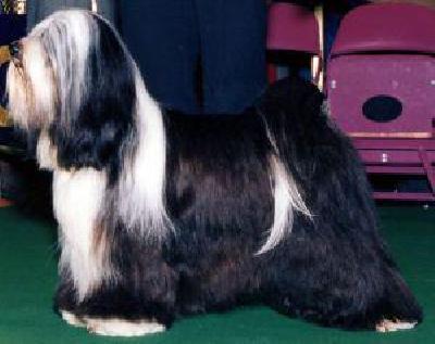 SHALU ATISHA'S MAGIC FIREBIRD | Tibetan Terrier 