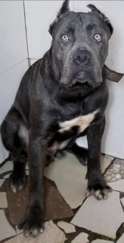 Snow Grandiose | Cane Corso 