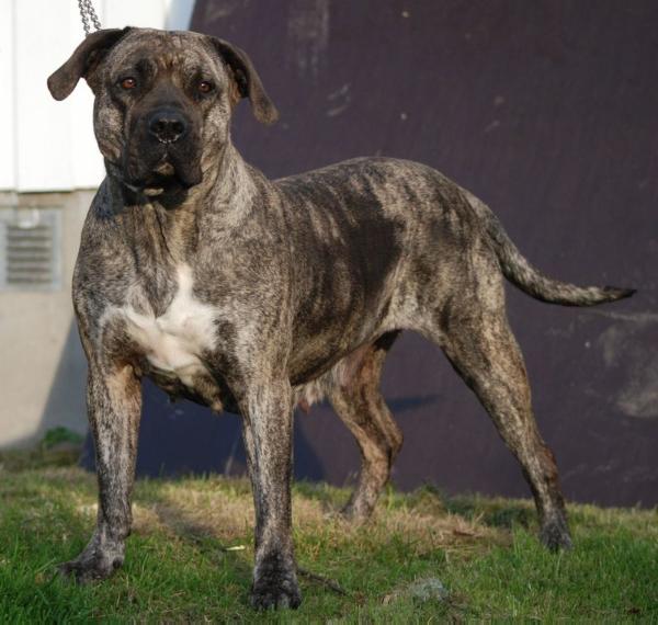 De Riocha Contribución Claudestina | Perro de Presa Canario 