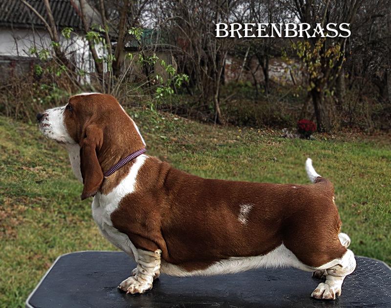 Primadonna Joy Tigress BREENBRASS | Basset Hound 