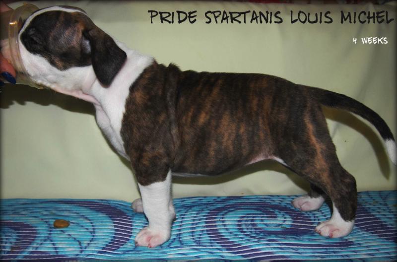 Pride Spartanis Louis Michel | American Staffordshire Terrier 