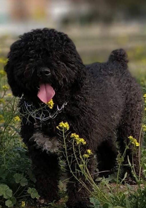 BAMBI DEL TIBIO | Spanish Water Dog 