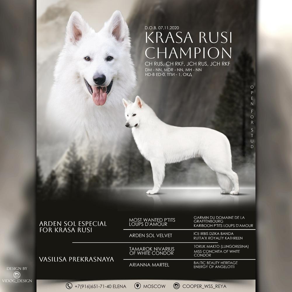 Krasa Rusi Champion | White Swiss Shepherd Dog 