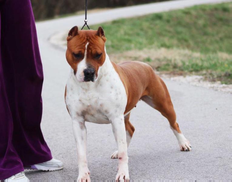 Nardai Hurrikan Levesong | American Staffordshire Terrier 