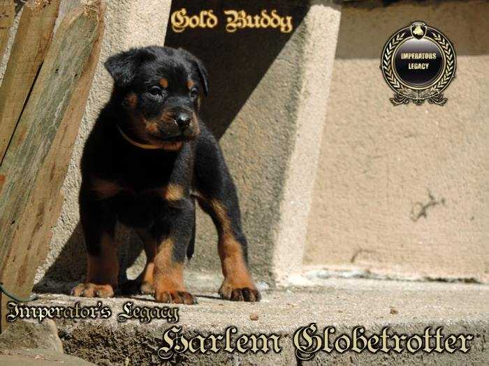 Imperator´s Legacy Harlem Globetrotter | Beauceron 