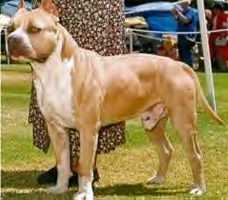 Gaff's Lord Of Illusion | American Staffordshire Terrier 