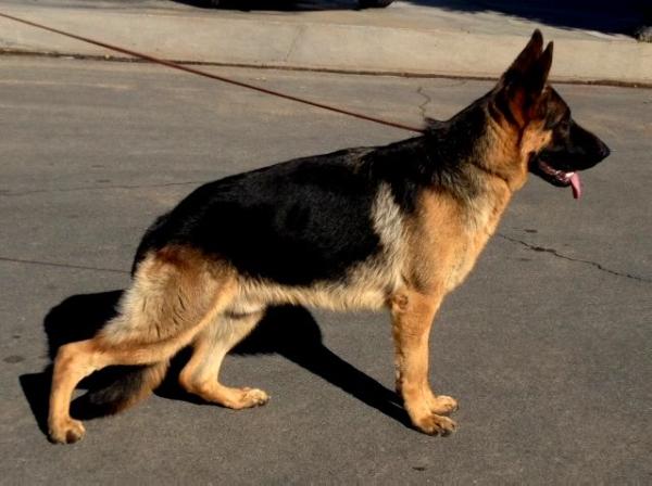 Pilot Dlt | German Shepherd Dog 